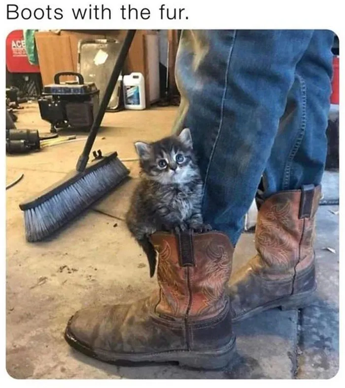 Funny-Wholesome-Memes
