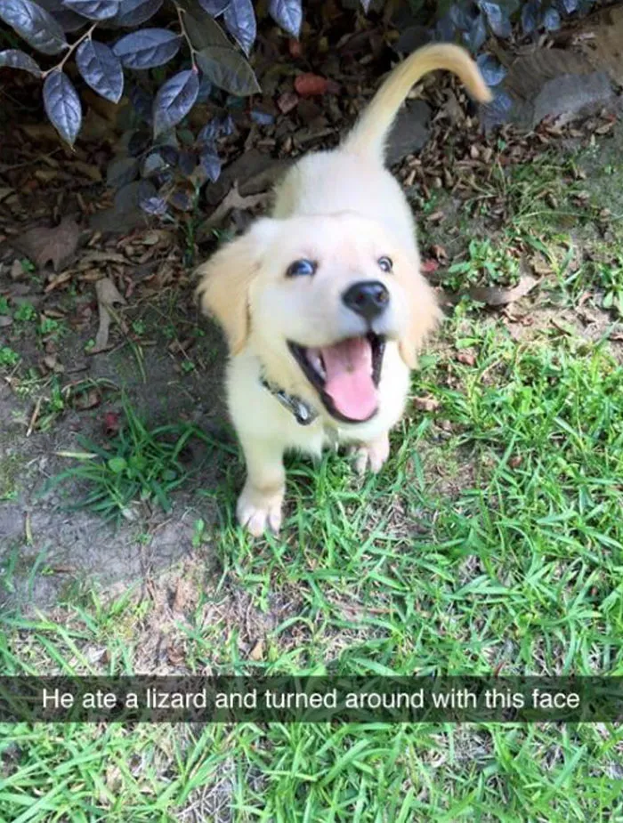 Wholesome meme of a playful puppy smiling in the grass after eating a lizard.