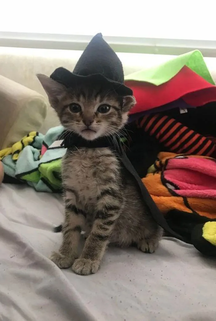 Kitten dressed as a wizard sitting on a bed, part of a Twitter account's wholesome memes collection.