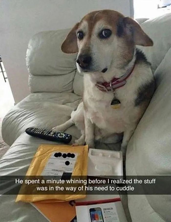 Dog sitting on a couch surrounded by packages, with a caption about needing cuddles. Wholesome memes from popular Twitter account.