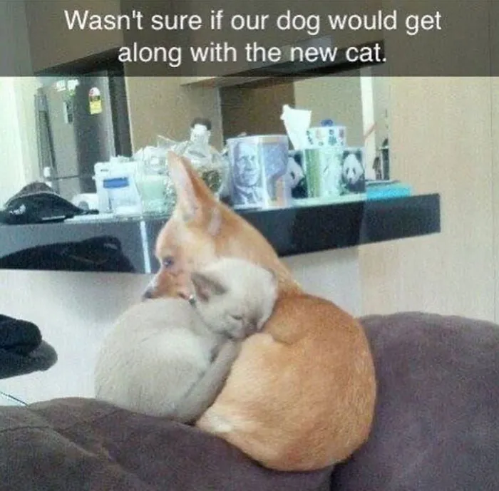 This Twitter Account Has Amassed 2.9M Followers For Sharing Wholesome Memes, Here Are 48 Of Their Best Posts (New Pics)