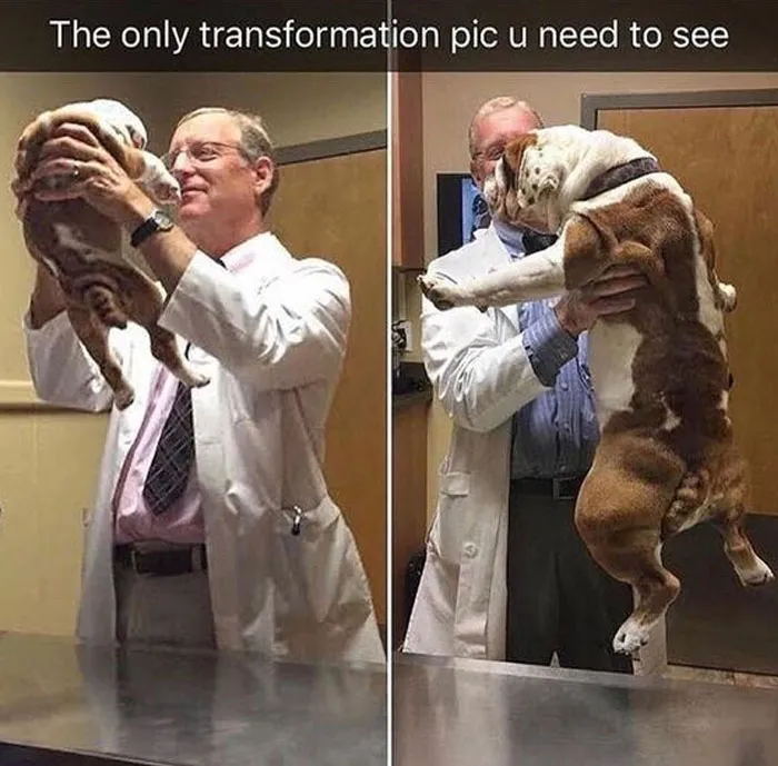Vet holding a small puppy and a grown bulldog, showcasing a heartwarming transformation in a wholesome meme.