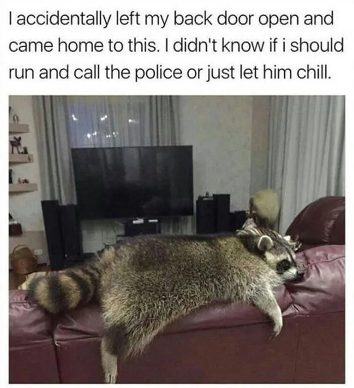 Wholesome meme: a raccoon lounging on a couch in a cozy living room setting.