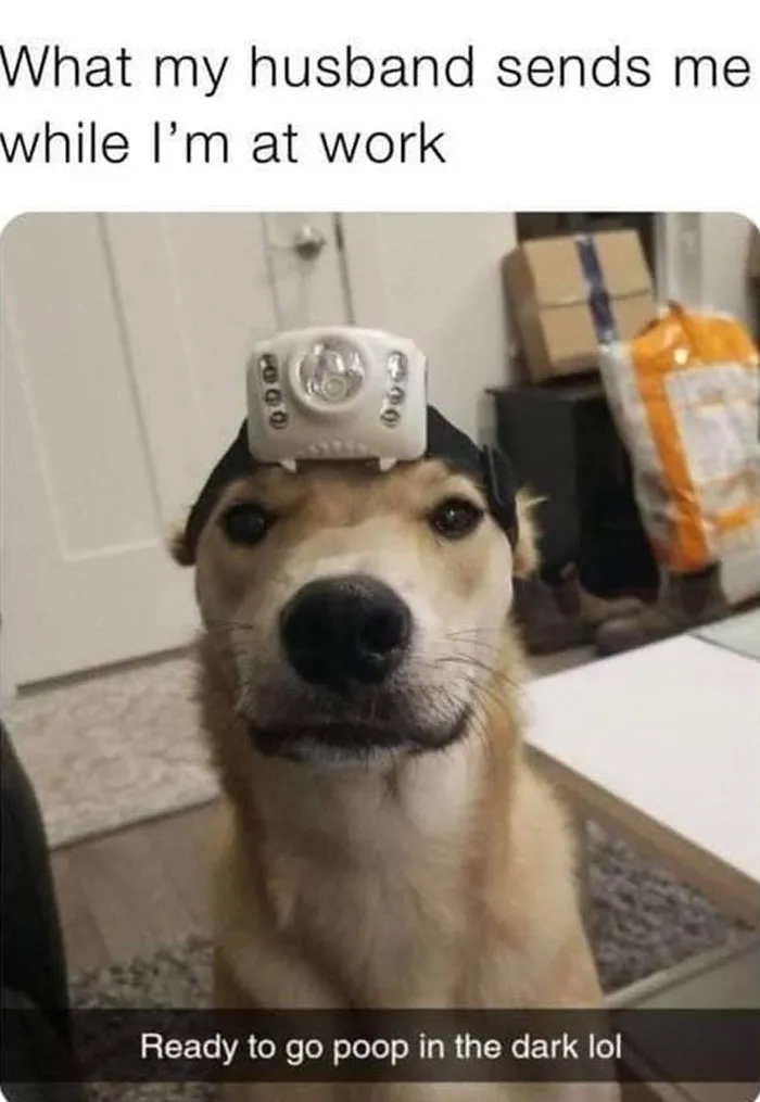 Dog wearing headlamp, indoors, with humorous caption from a popular Twitter account sharing wholesome memes.