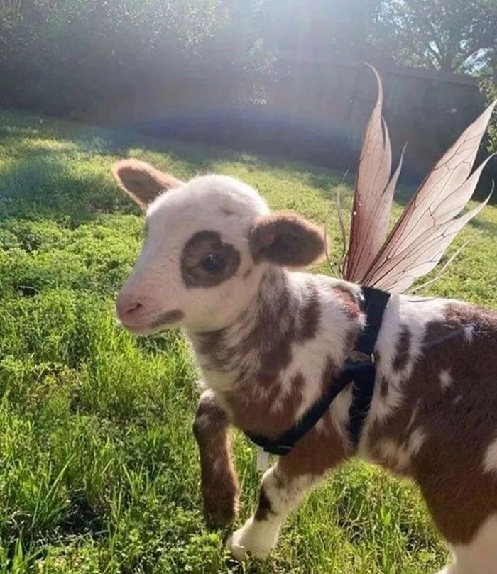 A lamb with fairy wings in a sunny meadow, representing wholesome memes on a popular Twitter account.