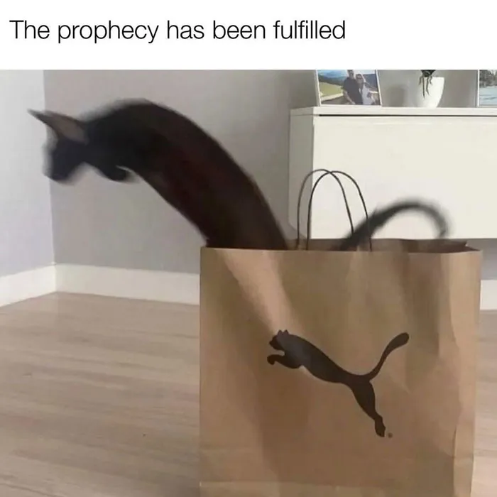 Cat jumping out of a Puma bag with text "The prophecy has been fulfilled," showcasing a wholesome meme.