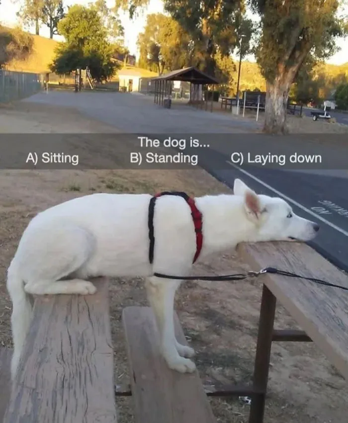 Wholesome meme of a dog on a picnic table with text options: sitting, standing, laying down, in a serene park setting.