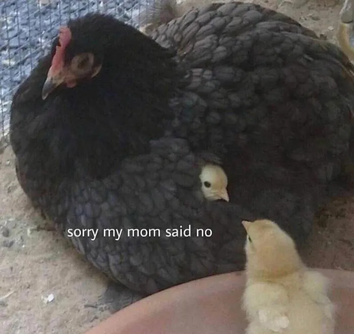 This Twitter Account Has Amassed 2.9M Followers For Sharing Wholesome Memes, Here Are 48 Of Their Best Posts (New Pics)