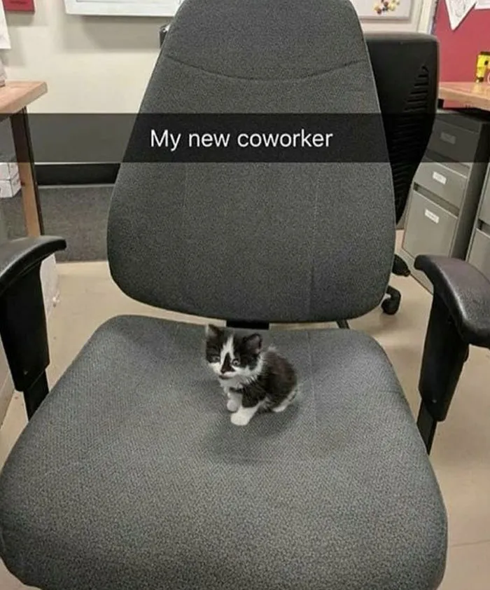 Kitten sitting on an office chair with text overlay, representing a wholesome meme from a popular Twitter account.