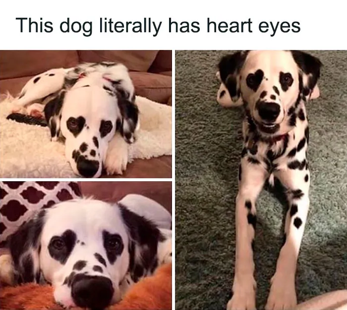 This Twitter Account Has Amassed 2.9M Followers For Sharing Wholesome Memes, Here Are 48 Of Their Best Posts (New Pics)