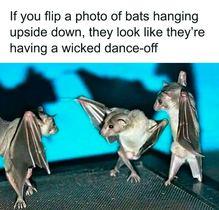 This Twitter Account Has Amassed 2.9M Followers For Sharing Wholesome Memes, Here Are 48 Of Their Best Posts (New Pics)