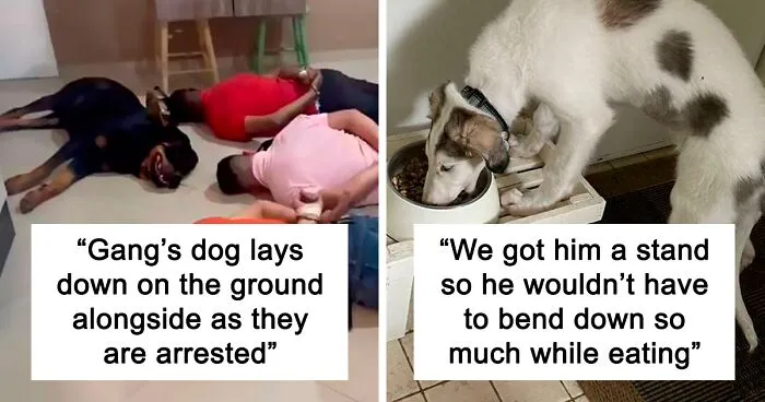 "What's Wrong With Your Dog?": 50 Hilarious Times Dogs Seemed To Malfunction Hard (New Pics)