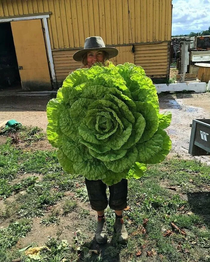 Una lechuga muy grande 