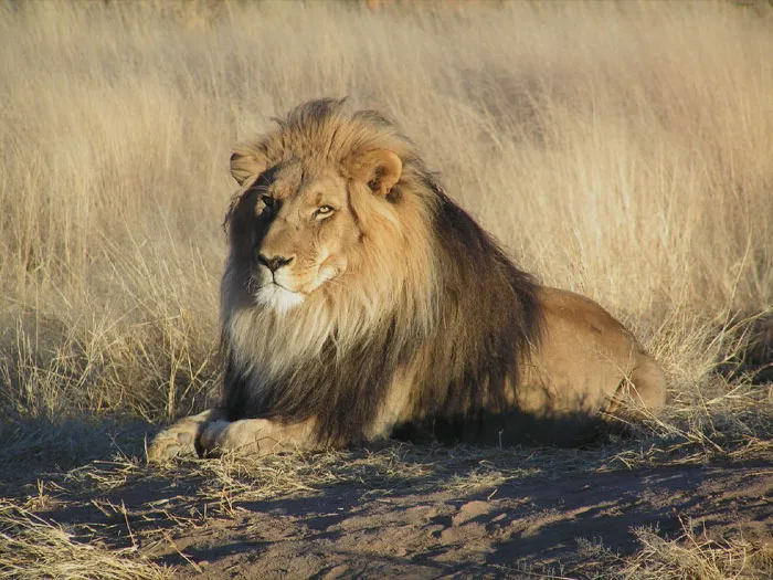 Lions Are Extinct In 26 Countries In Africa