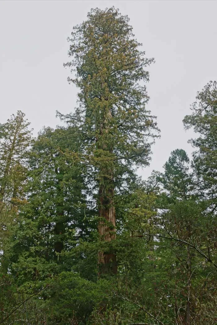 The World's Tallest Tree, Named Hyperion Is Found In The Redwood National Park, California