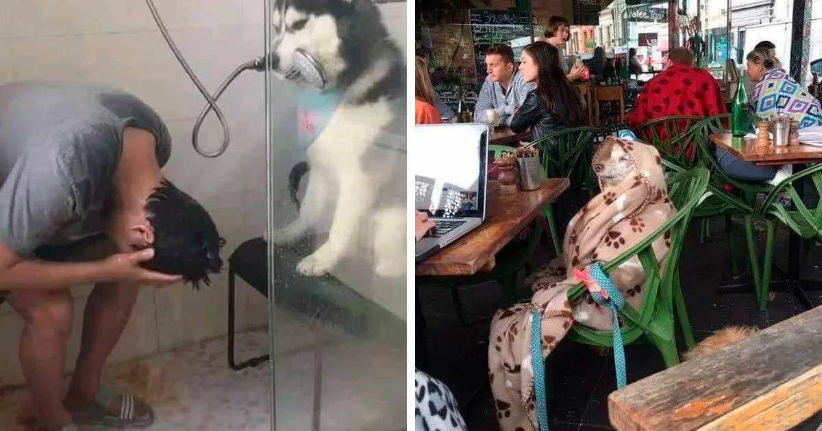 "¿Qué tipo de perro es este?": 35 divertidas fotos de perros que te harán sonreír (nuevas fotos)