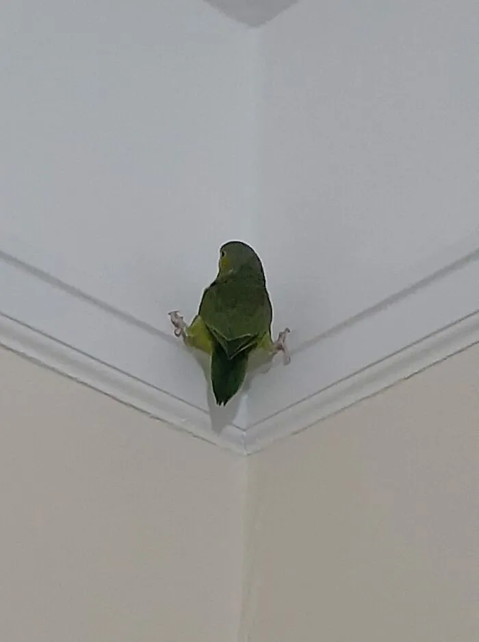 Spiderbird