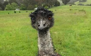 30 Times People Tried To Get Beautiful Bird Pics But It Went Horribly Wrong (New Pics)