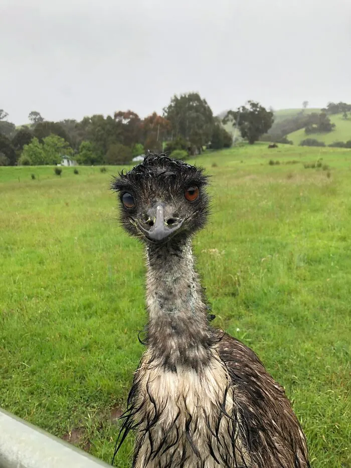 Today I Met Mr Wet Emu