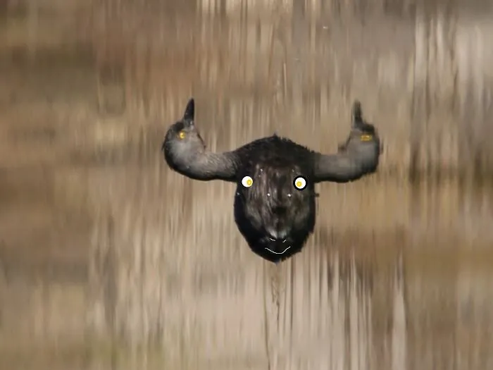 I Know It Is About Birgs But This Cow Is Cute And I Wanted To Share With You