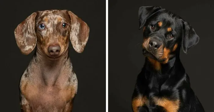 I Photographed Pedigree Rescue Dogs To Show That It’s Not Just Mutts Who End Up At Shelters (26 Pics)