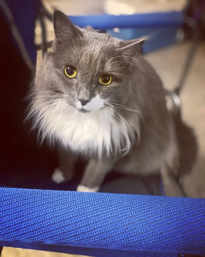 This Is My Girl Mochi