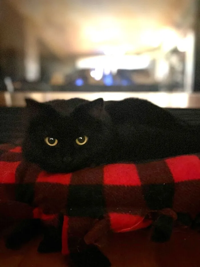 Meet Tiny Kitty