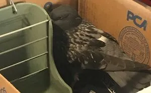 My Mom Found A Pigeon While On A Walk