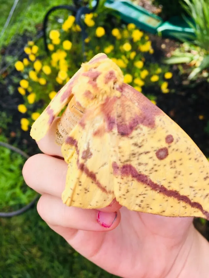 Lovingly Named “Banana”. (Apologies For My Hideous Remnants Of Nail Polish)