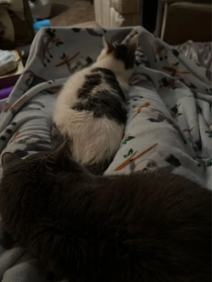 Trapped By Kitties On My Couch In Ohio, USA