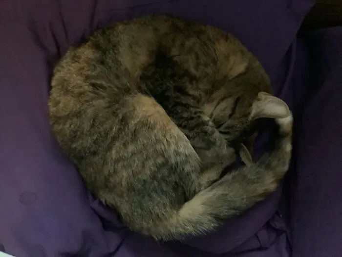 With My Cat In Bed. (Not The Best Photo.)