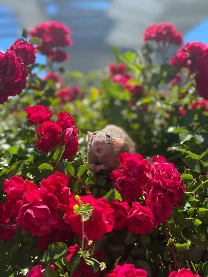 Like A Rose