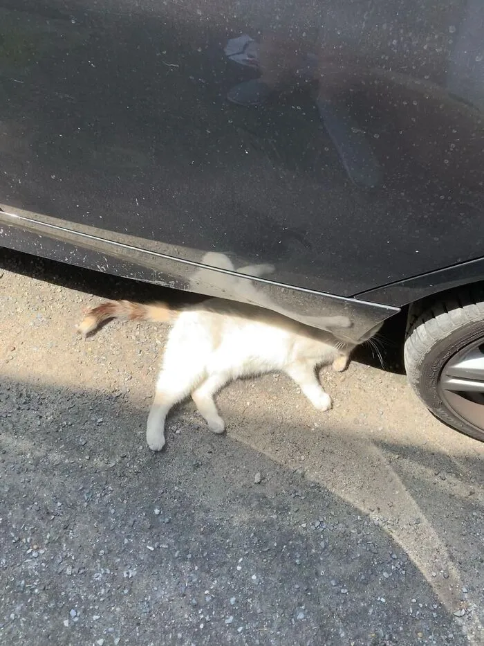 Oooooh, I See The Problem: You’re Leaking Cat!