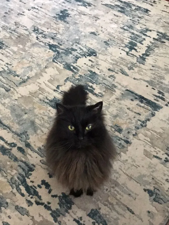 Black Jack Is My Cat