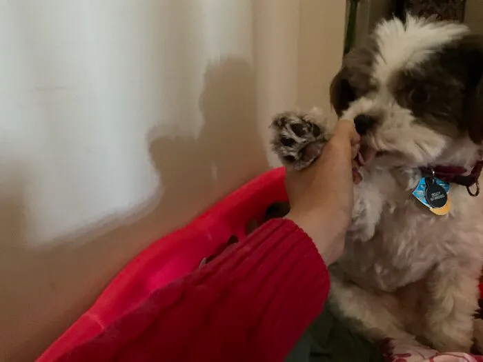 My Dog Ziggy. I Call Dogs Hairy Babies. Is That Wrong?