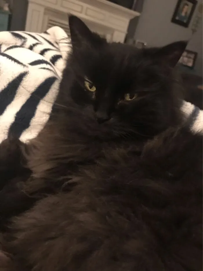 Black Jack