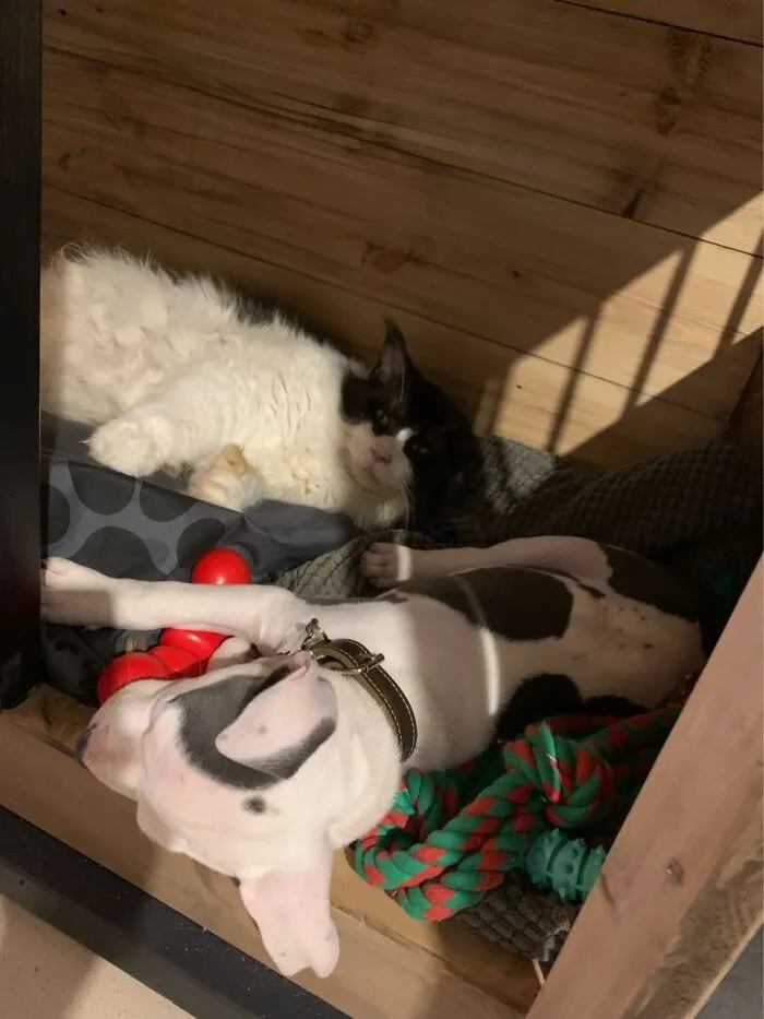 Catching Zzzzzz’s