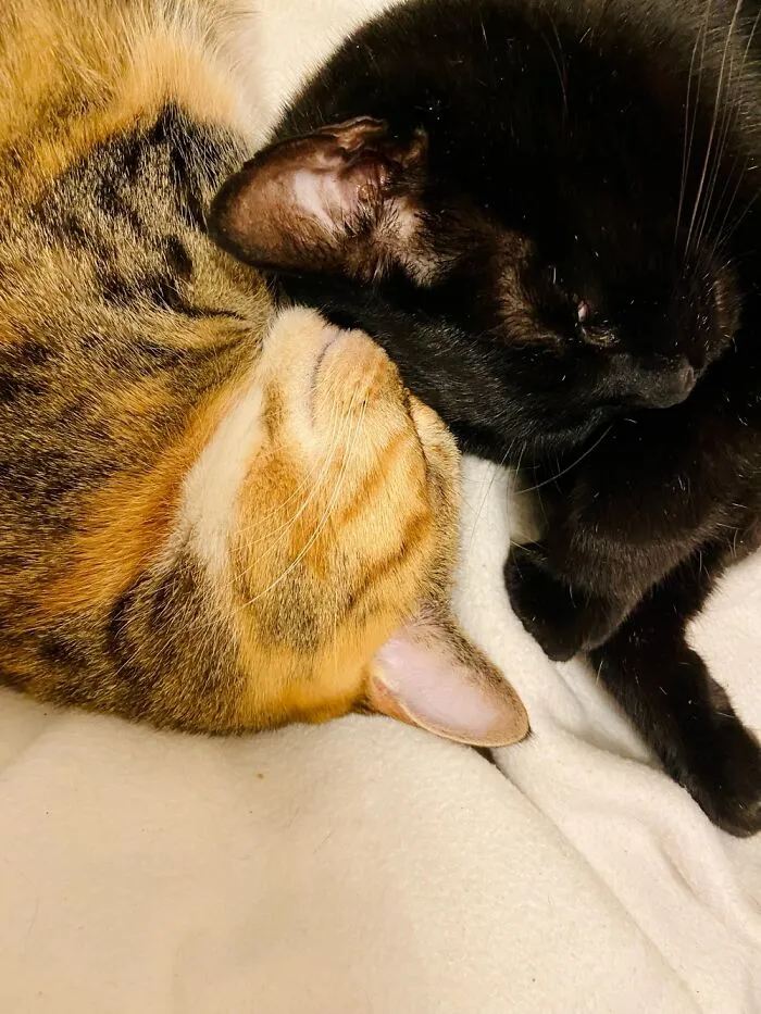 Yin Yang
