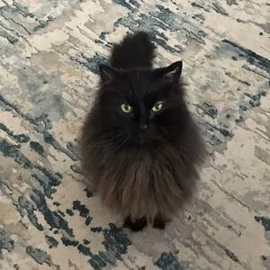 Black Jack