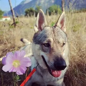 Jura, Czechoslovakian Wolfdog