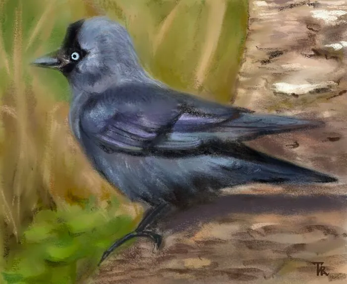 I Illustrated Animals In Their Natural Surroundings (19 Pics)