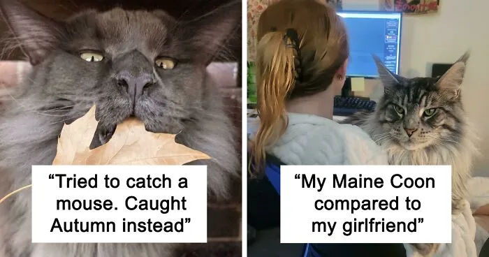50 Ridiculously Stunning Maine Coon Cat Pics That You Just Have To See