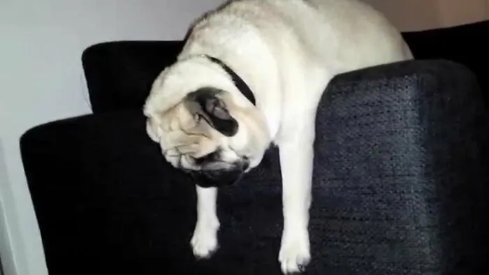 My Sleepy Pug Bubbs :d