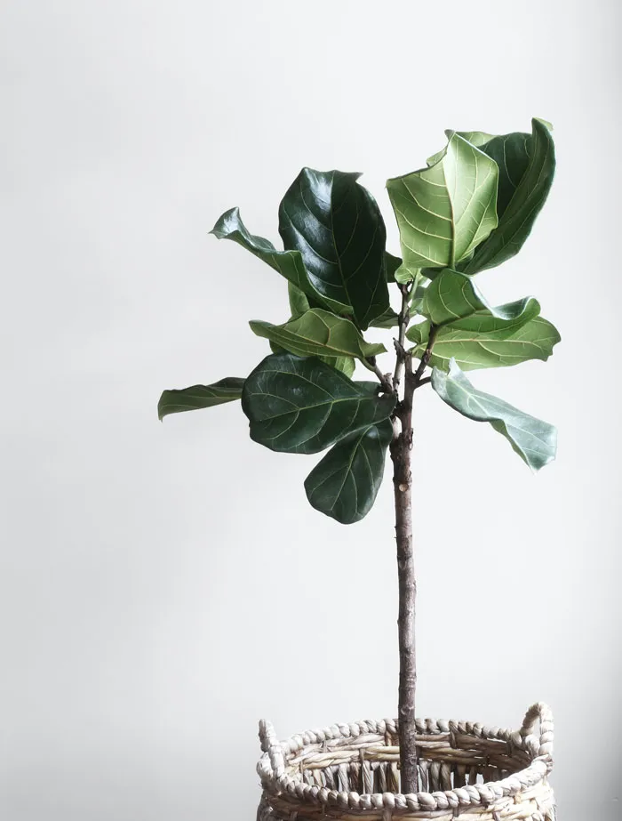 Get A New Plant