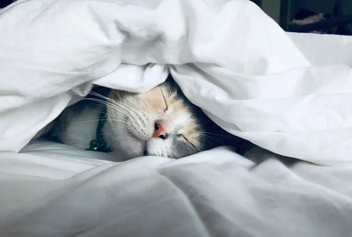 Every Night, Go To Bed With Joy