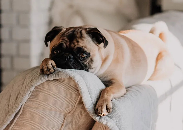 40 People Share The Non-Negotiable Rules They Have In Their Homes, And Some Are Very Strange
