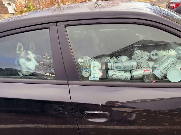 Pobre perro al que dejaron en un coche asqueroso  