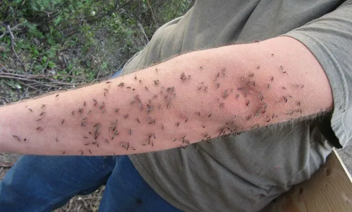 Comedero para mosquitos