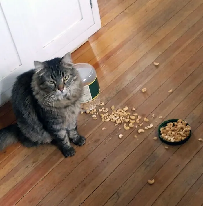 When Breakfast Is At 7:00 But It's 7:02 And You Still Haven't Been Fed