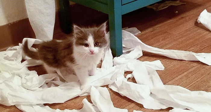 Darth Meow's Evil Revenge After Being Locked In The Bathroom So We Could Eat In Peace